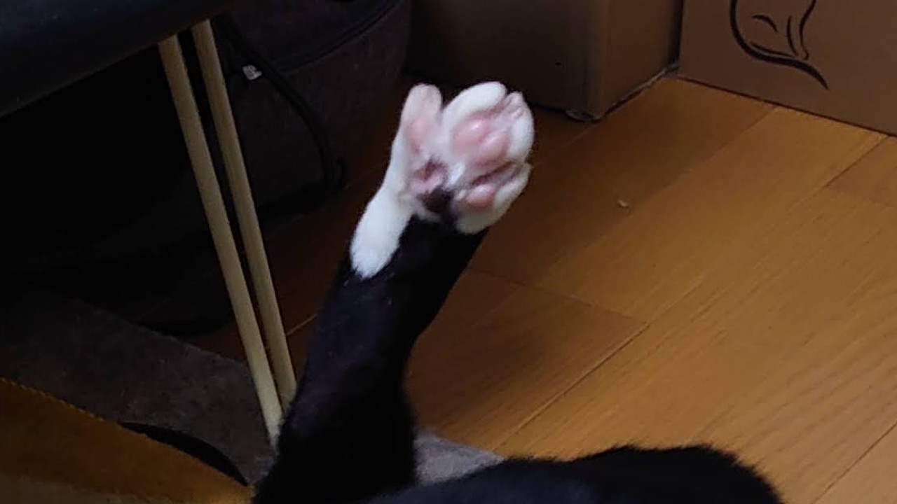 もう15週目なのかい・・・？　の巻（15/52）（0）