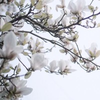 「白木蓮」〜6月の短編ファンタジー