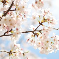 🌼はんなま配信🌼「桜の季節だよ🌸🌸🌸」