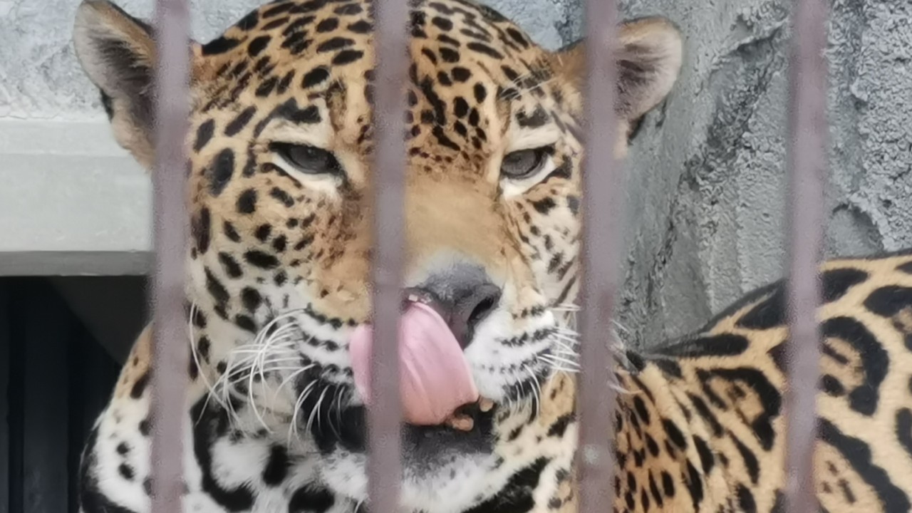 ジャガーの舌