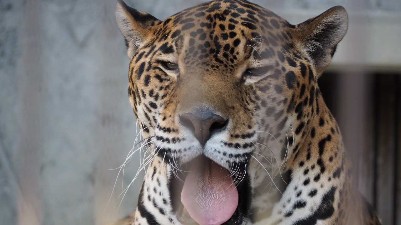 ジャガーの舌👅