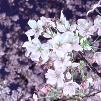 夜桜とともに今月のお知らせ〜🌸