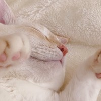 ねこのふみふみとシャー動画🐈