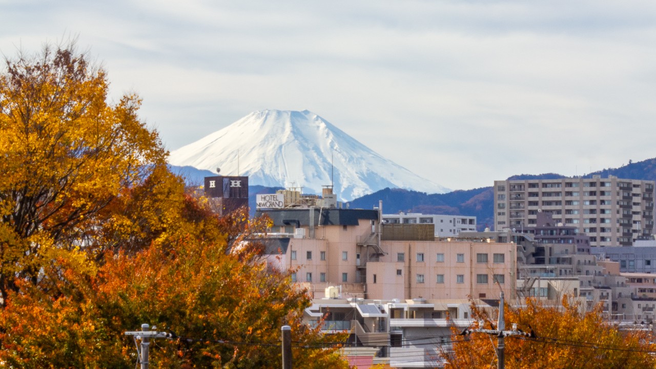 紅葉の木立と富士山