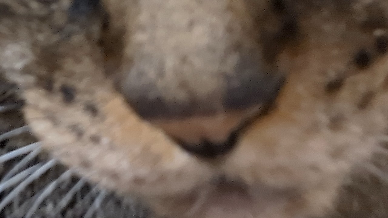 ふとんかぶせに