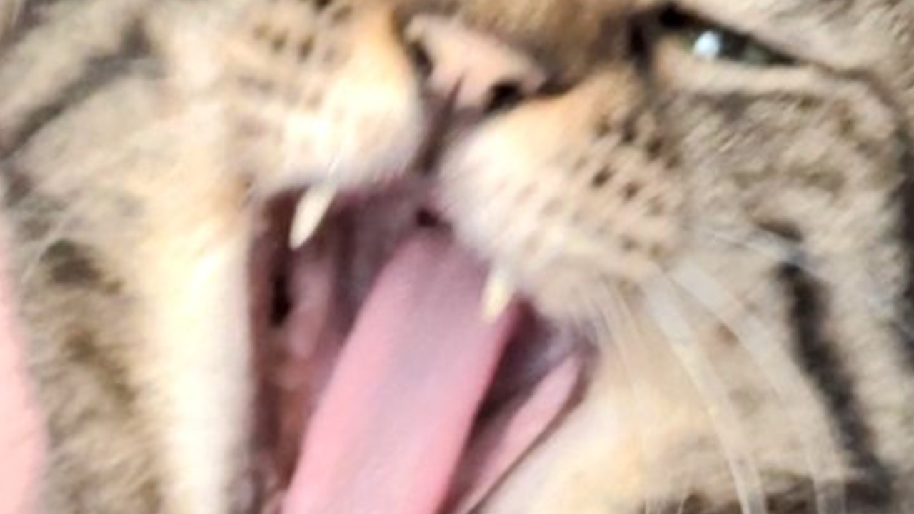 やみあがりシコ配信あかぶ