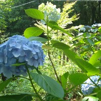 7月も緩々宜しくお願い致しますです…❁⃘*.ﾟ