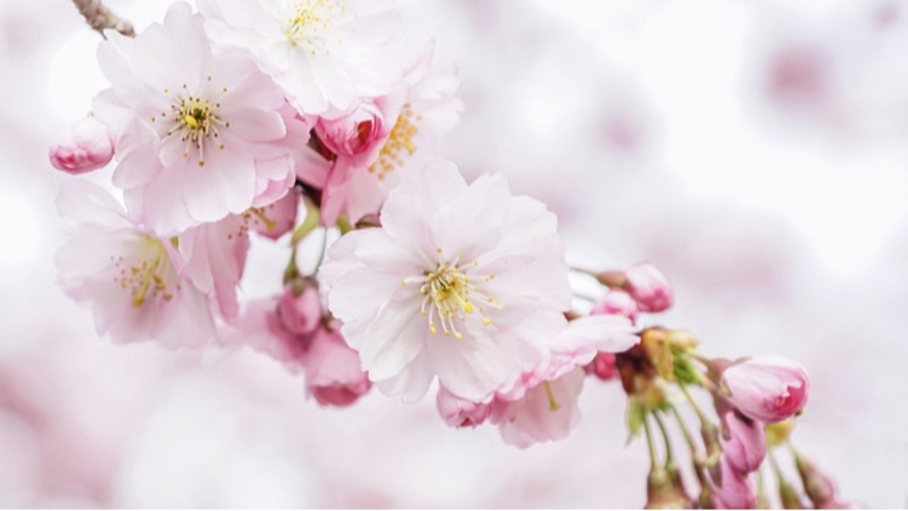 桜の咲く頃には【雑記】