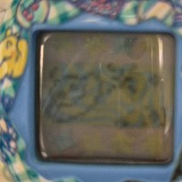 たまごっち🥚