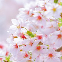【期間限定記事】ご支援くださっている皆様へ【堂畝紘子】