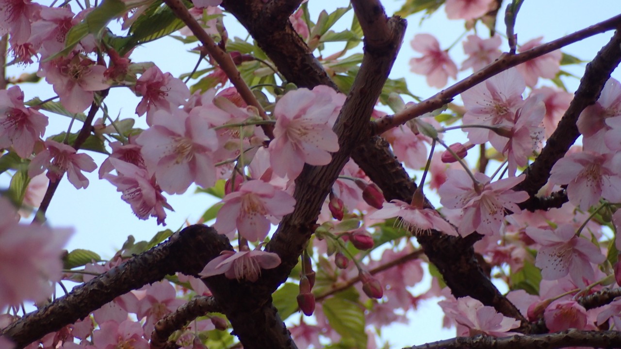 朝日の中の河津桜