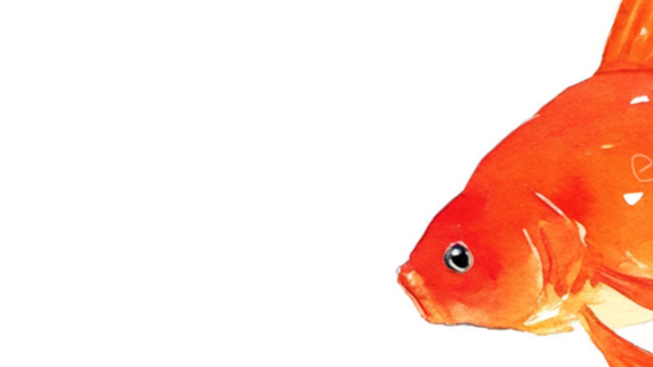 [26] Goldfish