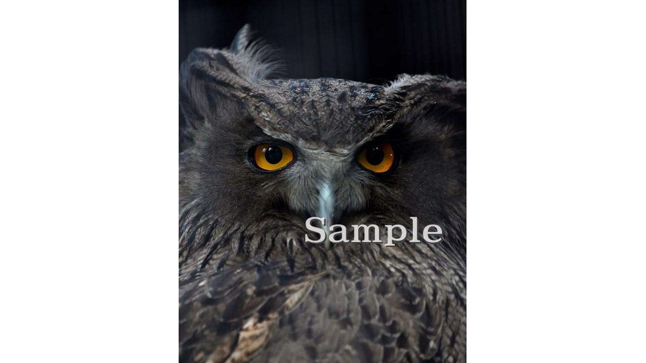 シマフクロウ ミッポ 2025/11/7 (高解像度・初出し)