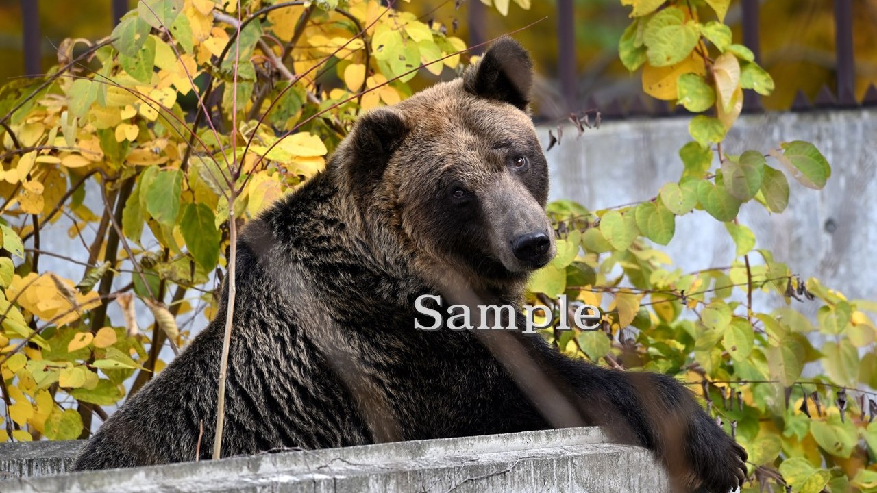 エゾヒグマ とわ 2025/11/3 (高解像度・初出し)