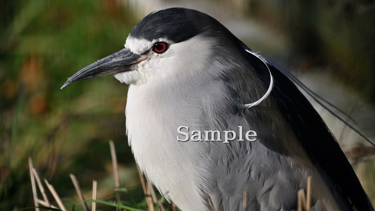 ゴイサギ 2025/11/24 (高解像度・初出し)