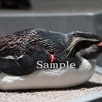 キタイワトビペンギン オビヒロ 2025/7/23 (高解像度・初出し・無料)