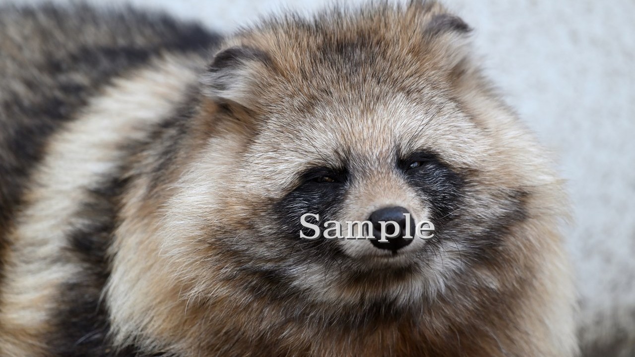 エゾタヌキ ゆき りく 2025/11/17 (高解像度・初出し・2枚)