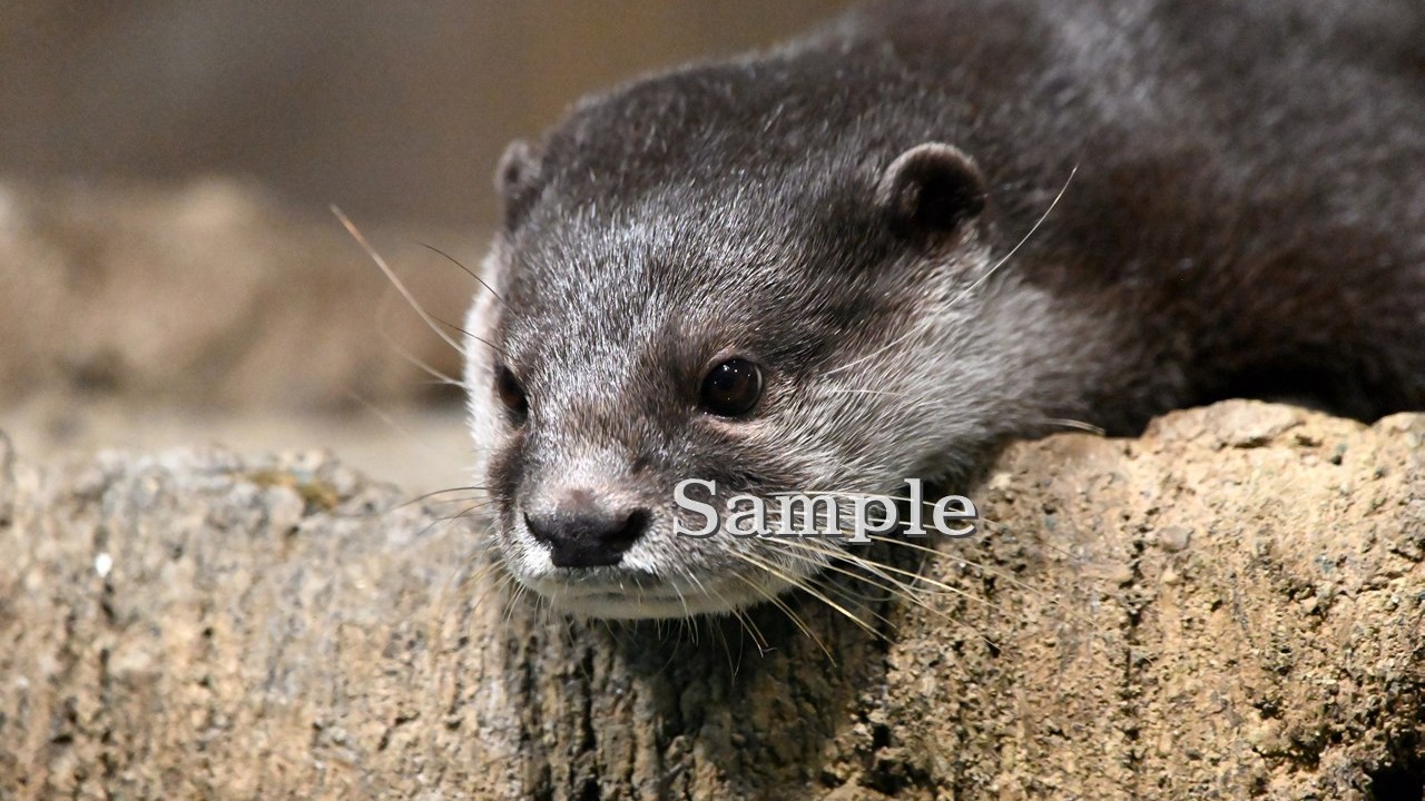 コツメカワウソ イヨカン 2025/11/27 (高解像度・初出し)