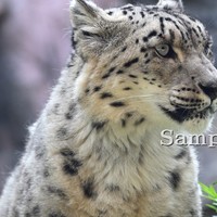 ユキヒョウ シジム 2025/6/12 (高解像度・初出し)