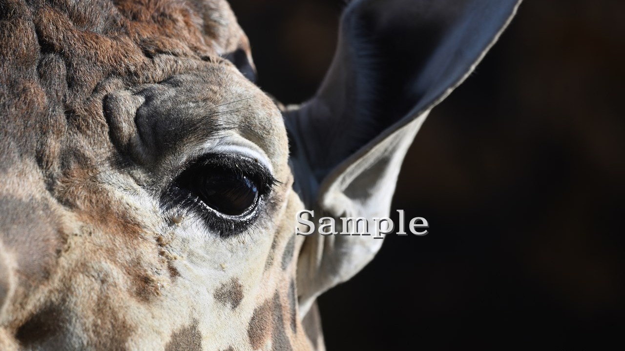 キリン テンスケ 2025/11/27 (高解像度・初出し)