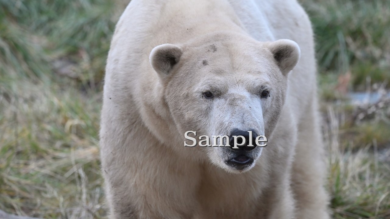 ホッキョクグマ ライト 2025/11/21 (高解像度・初出し)