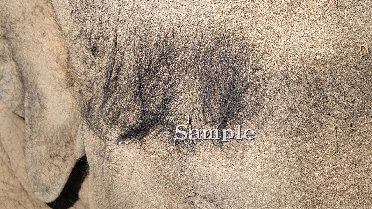 アジアゾウ タオ 2025/11/24 (高解像度・初出し・3枚)