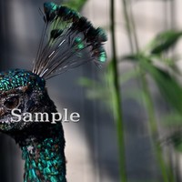 インドクジャク 2025/6/12 (高解像度・初出し)