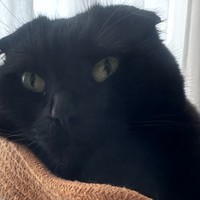 【日報】🐝と🐈