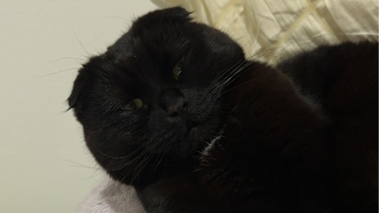 3月14日おしゃべり配信する！