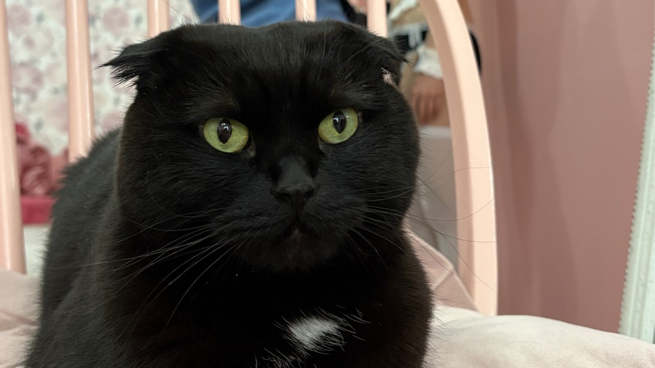 11月30日配信やります！