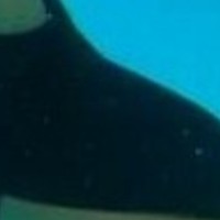 水中で七咲さんのオナラで呼吸して、恥じらう様子も見てみよう！