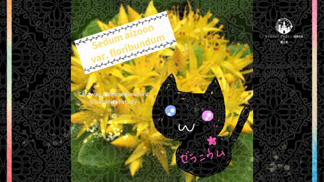 今日の誕生花A　8.13