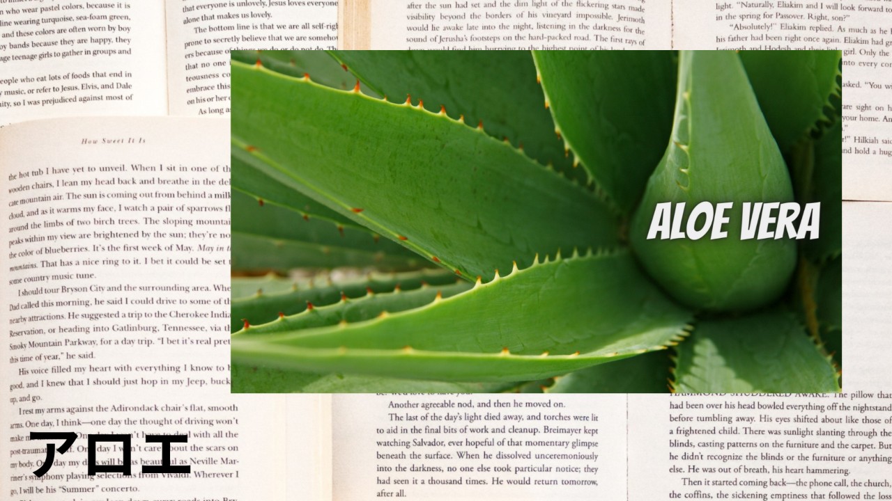 Aloe：Mini Dictionary　アロエ