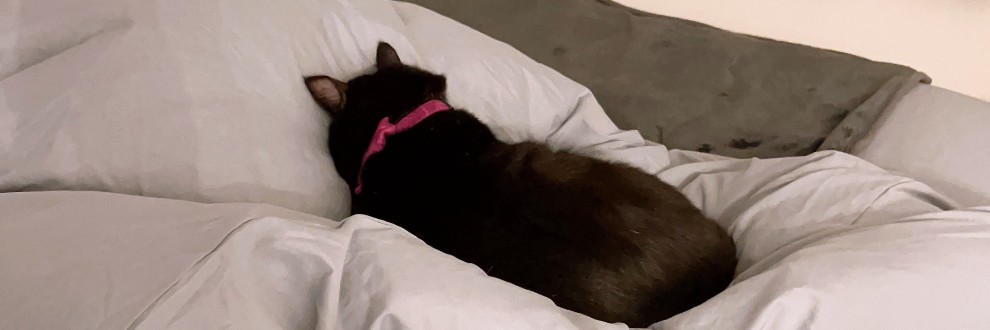 ぴにゃこらーだふぁんくらぶ ‪‪❤︎‬