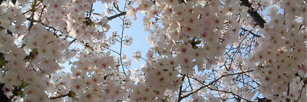 六花梨花