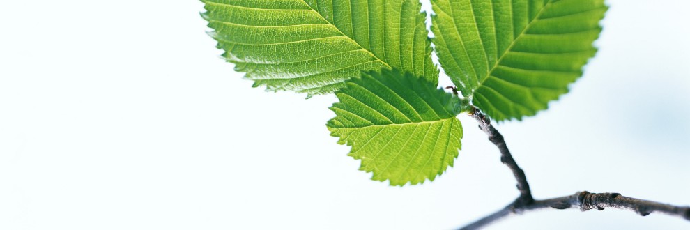 やわらか自動車