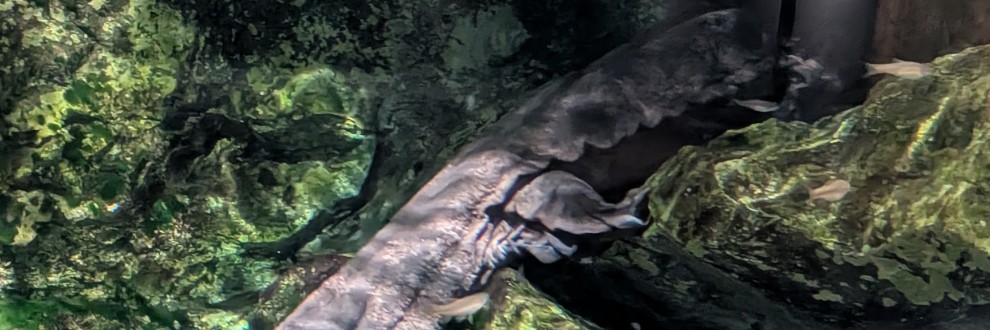 初めまして、らびっと☆ゆーさーです！