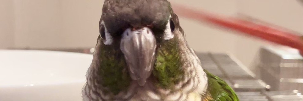 八重(やえがき)