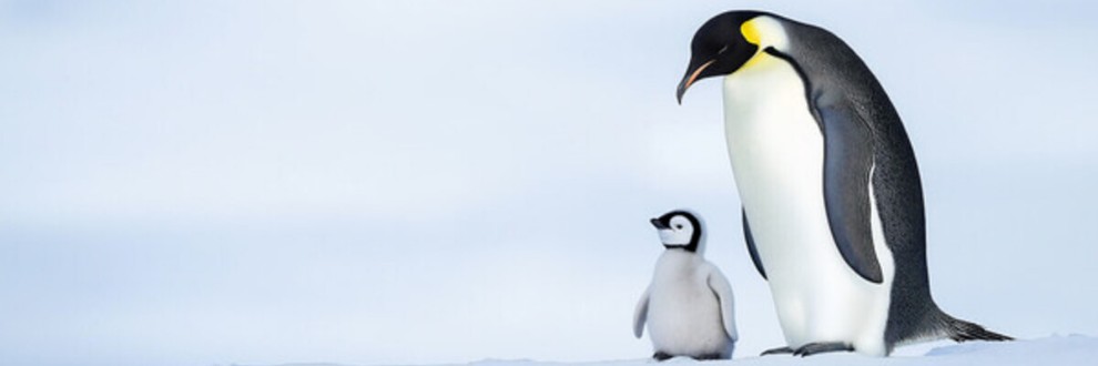 ぺんぺん🐧