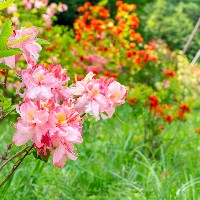 みんなでお花見