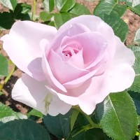 むつのはな