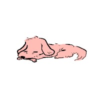 22歳の犬