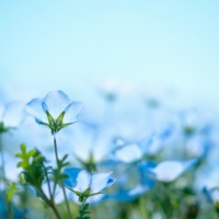 あお／腐ったインク