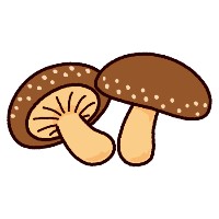 しいたけ♂
