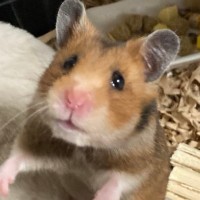 真壁はるま