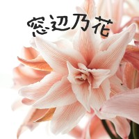 窓辺乃花