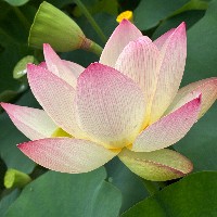 夢睡