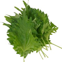 紫蘇パラダイス