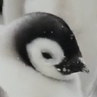 ぺんぺん🐧