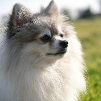 にいちゃんそれタニシだよ